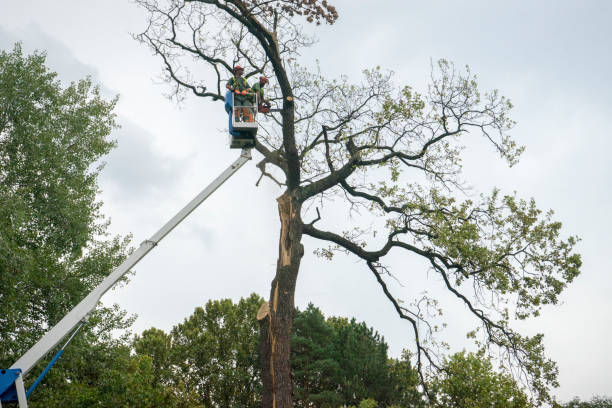 Best Palm Tree Trimming  in Cockrell Hill, TX