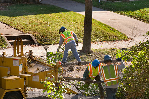 Reliable Cockrell Hill, TX  Tree Services Solutions